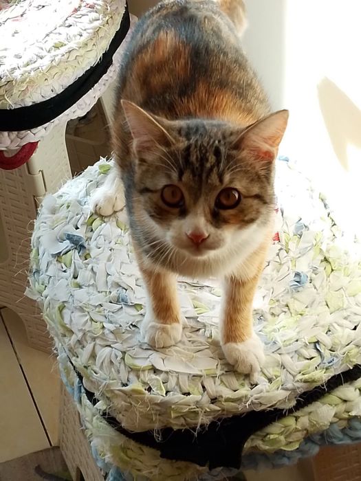 Отдам в добрые руки котёнка