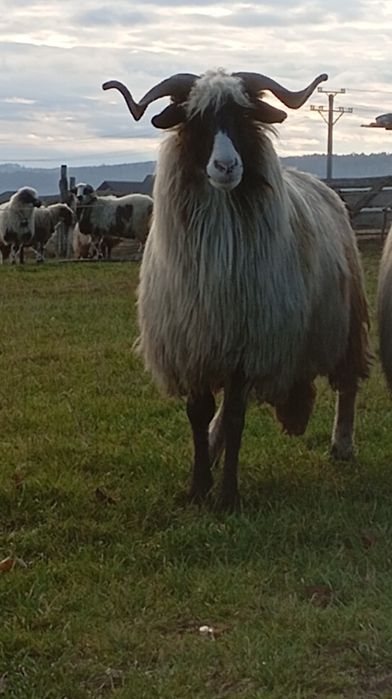 Oaie brează de vanzare