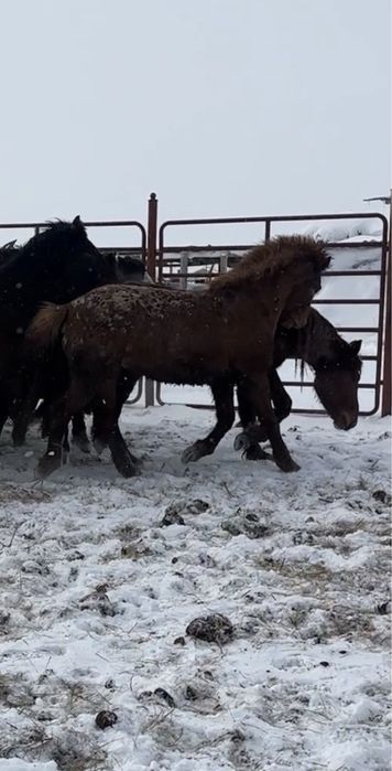 Жеребец 3 года Шубар