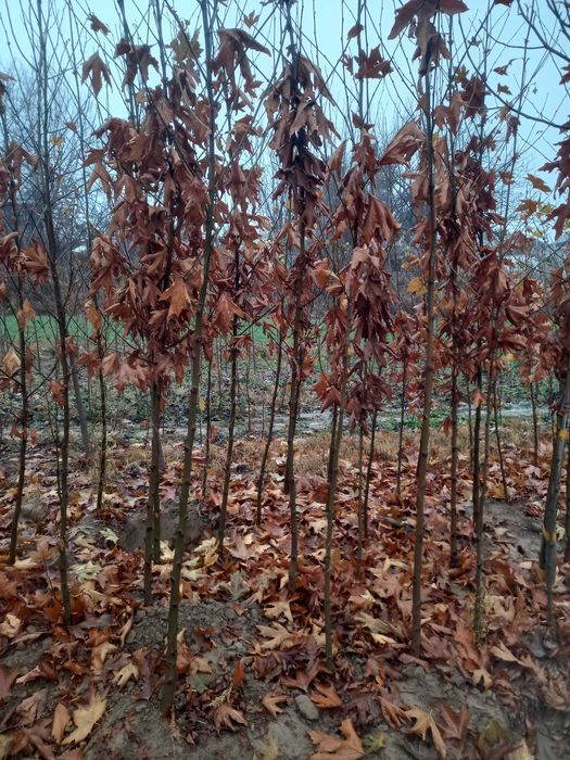 Чинор, лола дарахт, ҳар хил манзарали дарахтлар ва кўчатлар