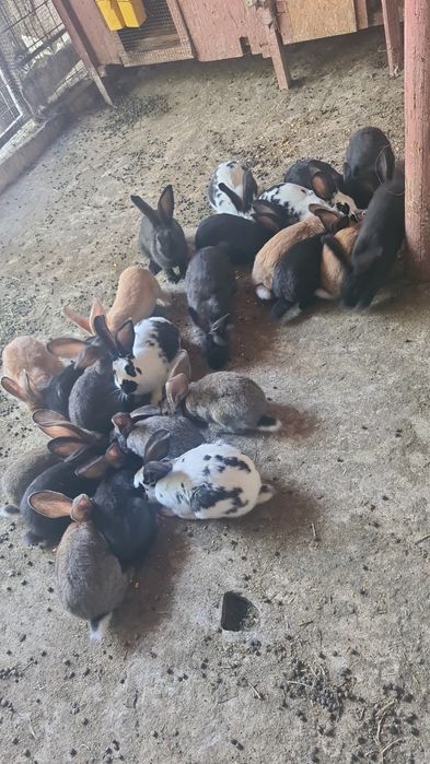 Vind doua femele urias german