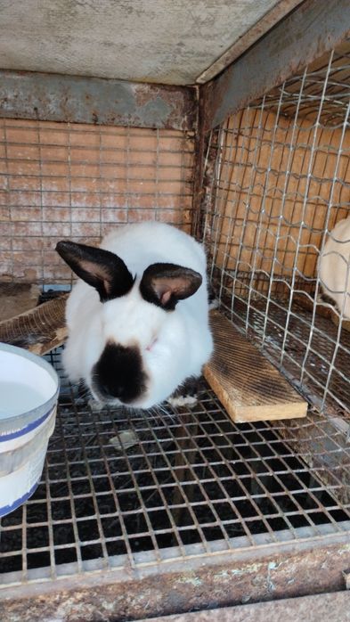 Кролики Калифорния