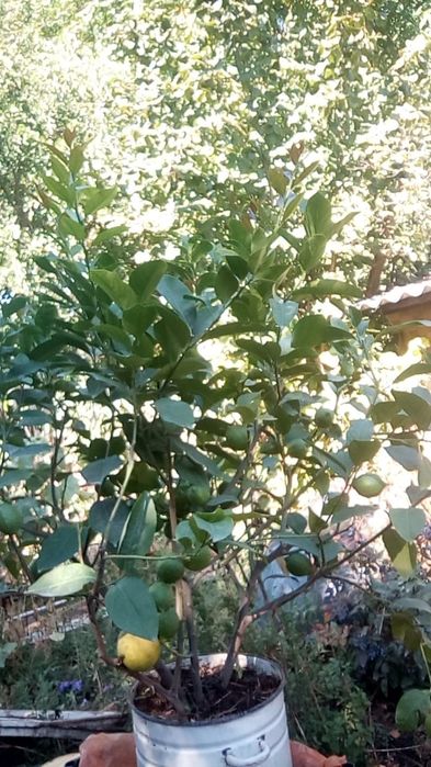 Лимон дерево 6 лет