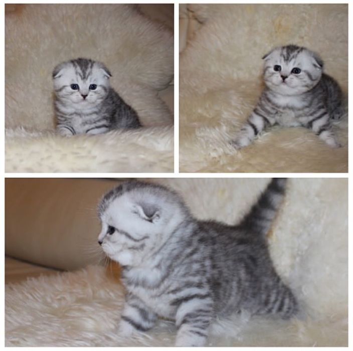 Висолоухие котята