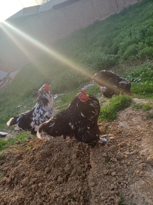 Продаются мрамор брама остолось 3 петуха все здоровые и крупные