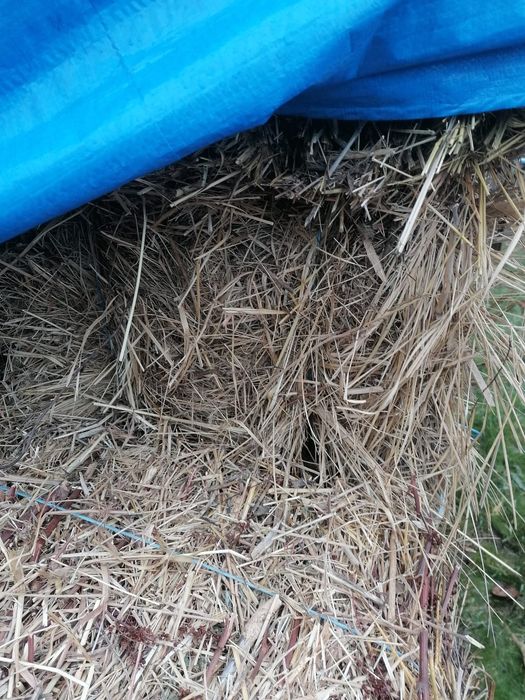 Baloți de fân, buruian