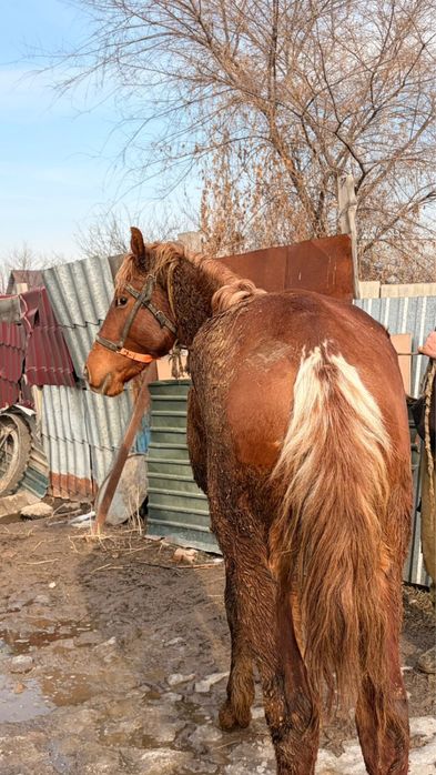 Продаётся 3-летний жеребец