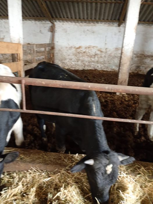 Tauri,Vitele si tauras de vanzare