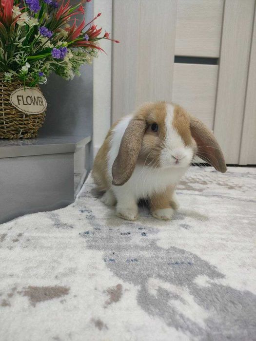 декоративный кролик минилоп
