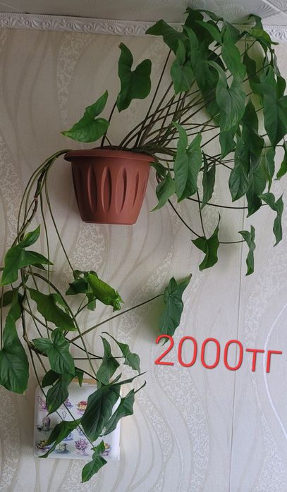 Комнатные   цветы