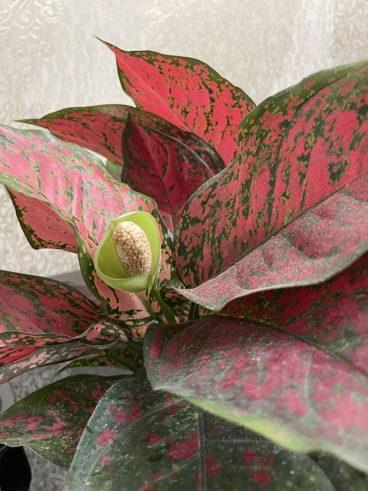 Комнатные растения Аглаонема