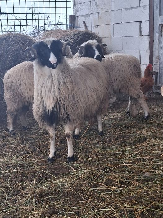 Berbecuti de vanzare