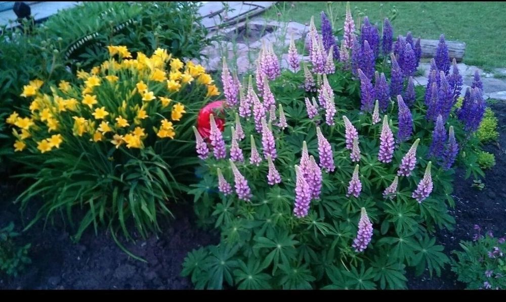 Лилейник сортовой крупноцветковый