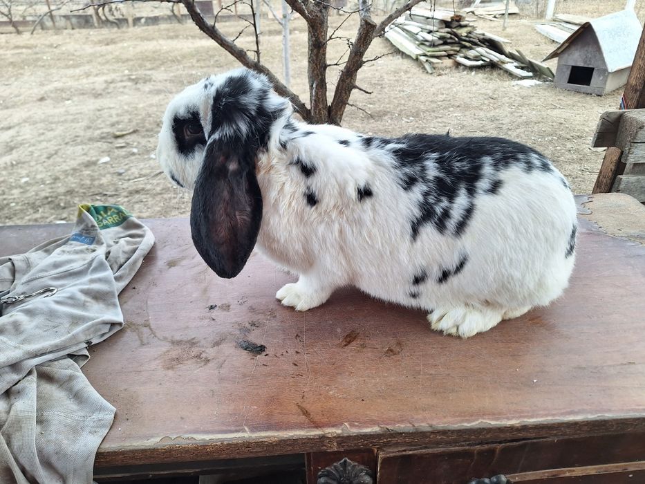 Iepure femela la 5.6 kg