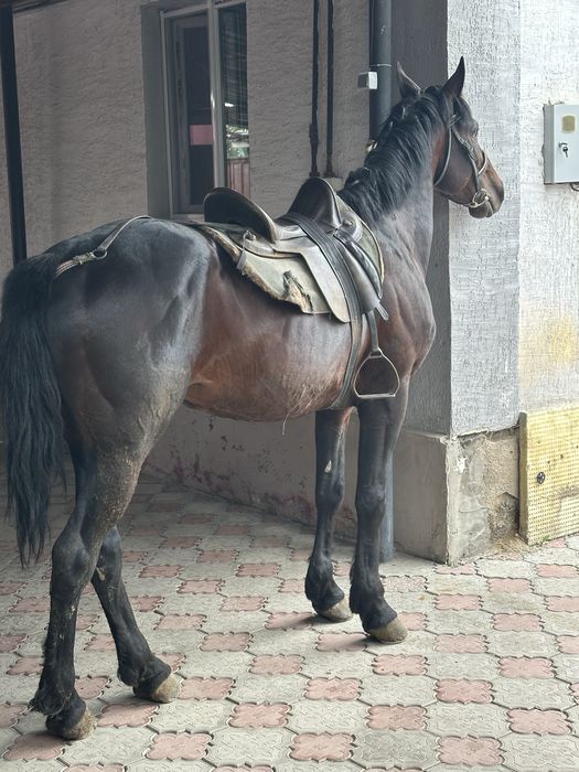 Айгыр жеребец лошадь конь