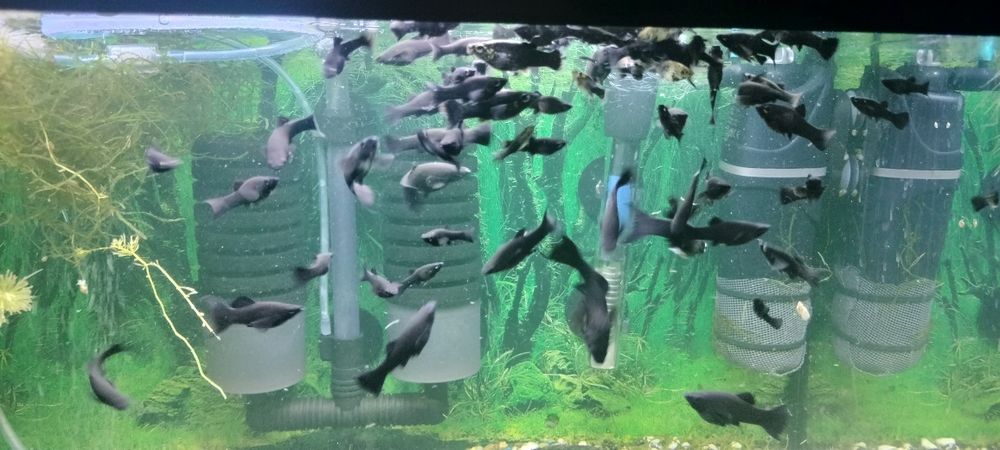 Vând pești de acvariu gupy.moly și xifo