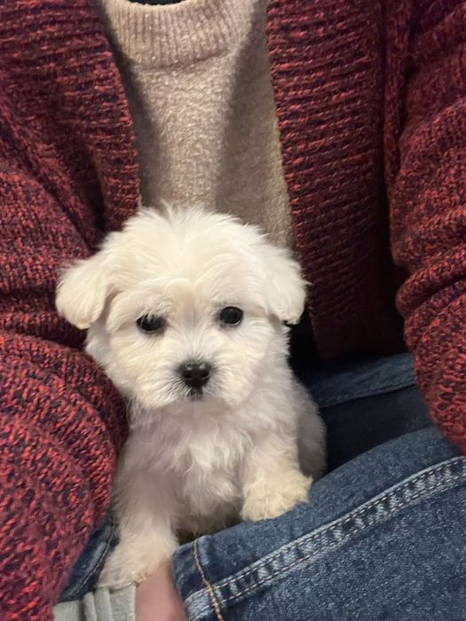 Baietel mini toy isi cauta casuta