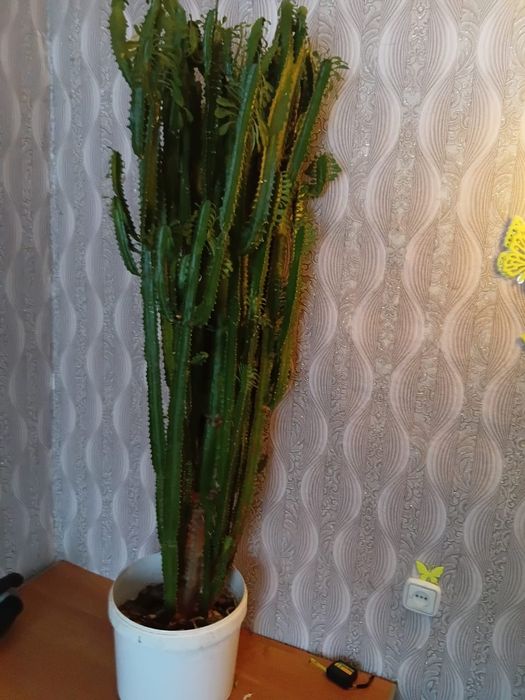 Продам растение для дома