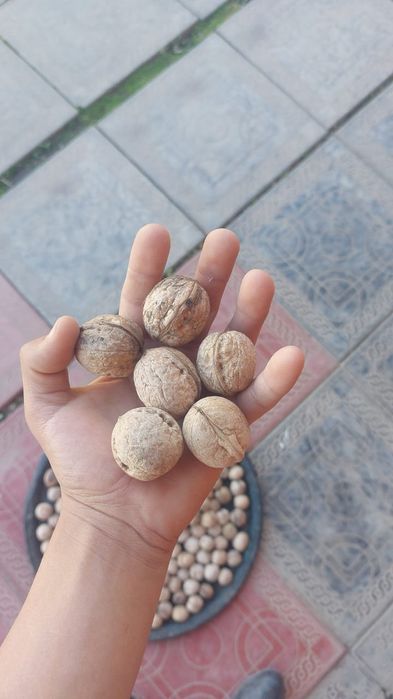 Орехи жанғақтар местный