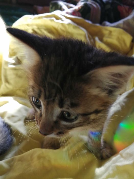 ОБЫЧНЫЙ КОТЕНОК или полосатое счастье?