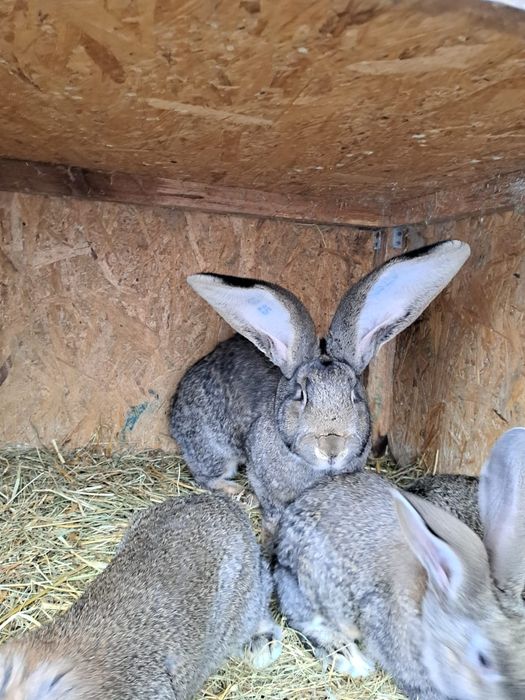 Femela uriaș german gri