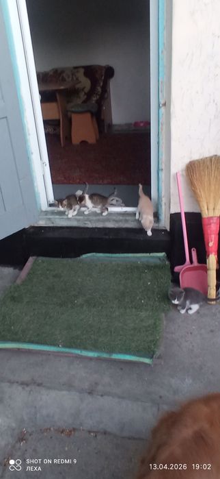 Отдам котят в хорошие руки