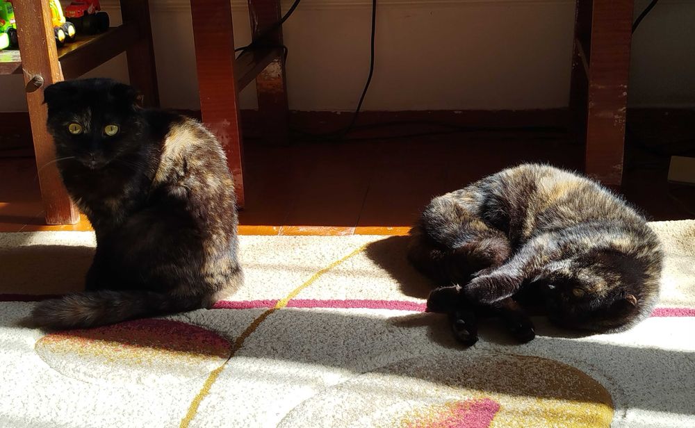 Кошка, шотландская скотиш фолд, 2 года, беременная