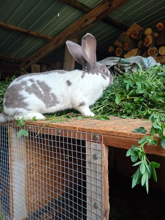 De vânzare iepuri uriaș german