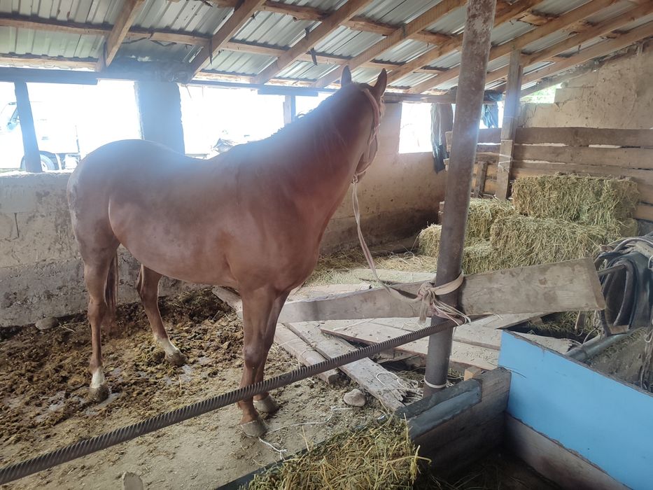 Англараб байтал стылады
