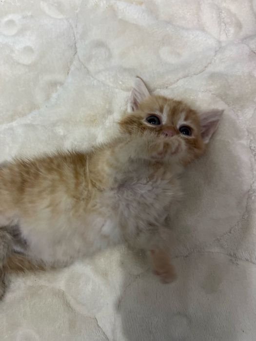 Кошечка. 2 штук