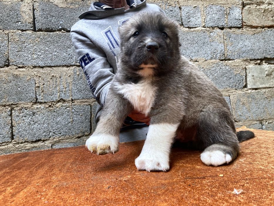 Щенок Турецкого Кангала ( чистокровный )