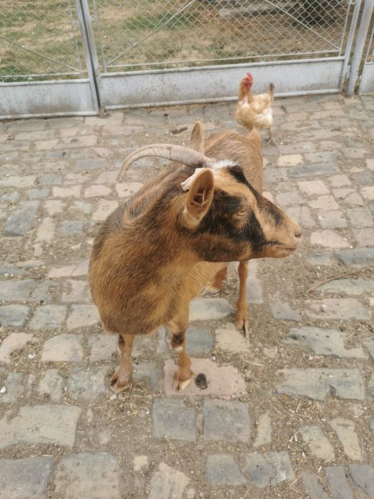 Capră de vânzare