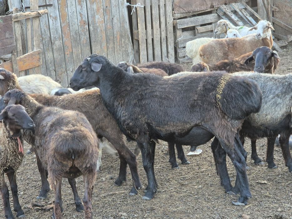 Продам баран на разведение