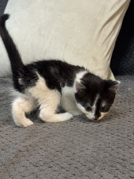 отдам котенка в добрые руки