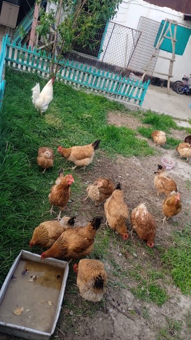 Тауықтар