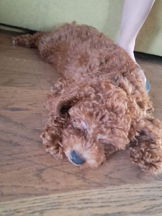 Poodle mini, pudel min, caniche mini red