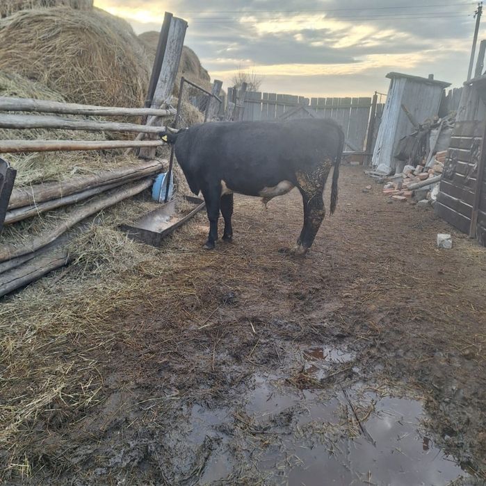 Продам бычков и тёлок