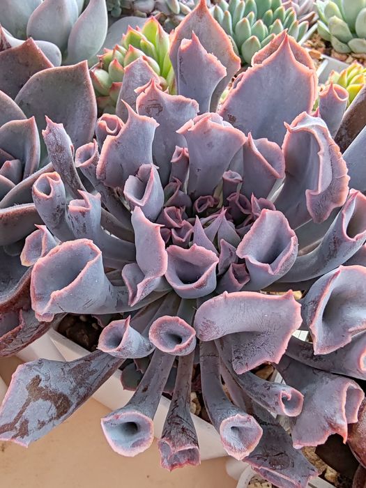 Суккуленты из частной коллекции