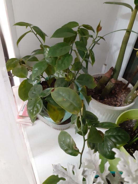 Домашние цветы 500 тенге