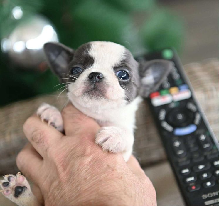 Женско мини чихуахуа бяло синьо