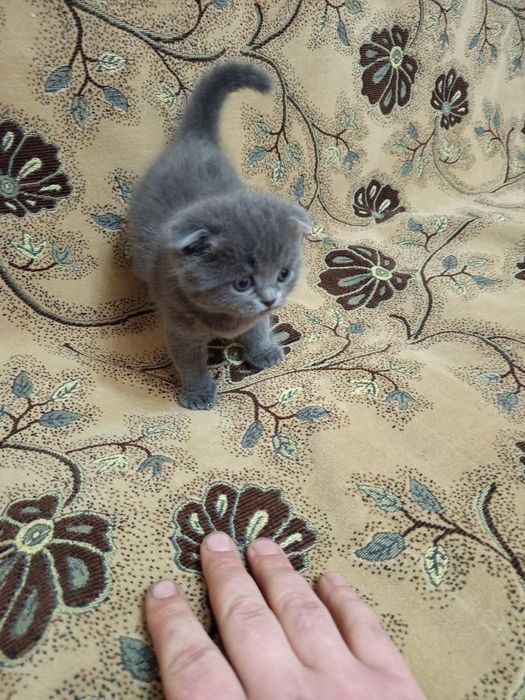 Котята скотиш фолд от правильной вязки самого лучшего окраса хороший п