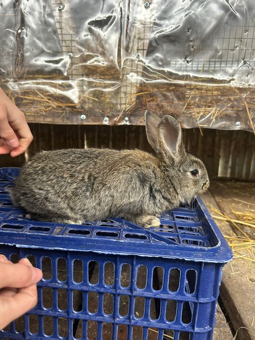 Продам крольчат фландер.