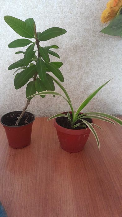 Набор комнатных цветов