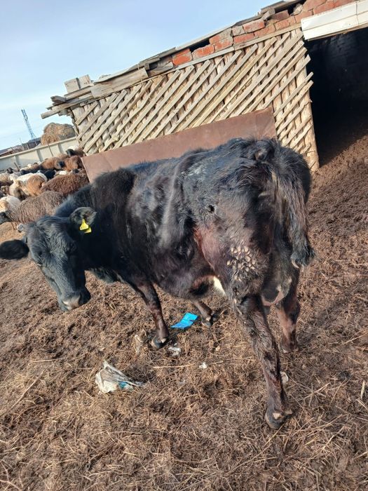 Доянные   коровы