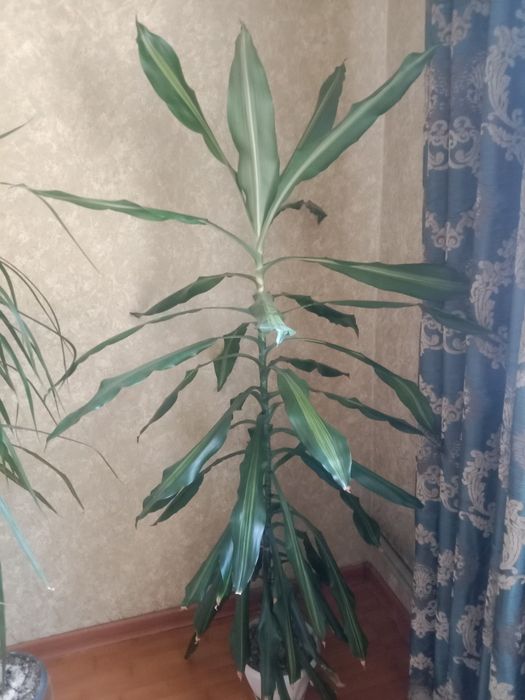 Комнатное растение