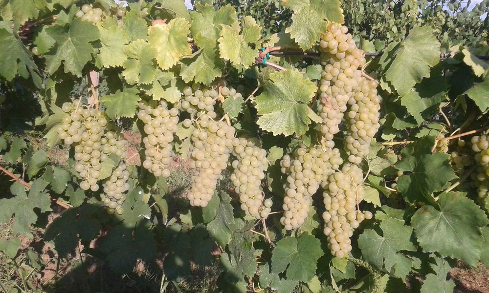 Продавам грозде: Мускат Отонел.