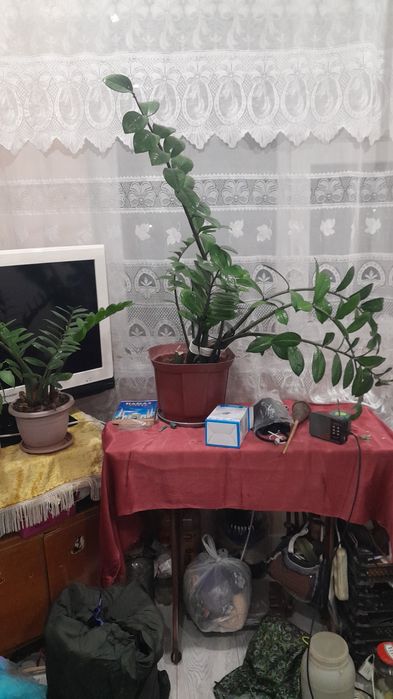 Продам домашние цветы Долорово дерево 25000