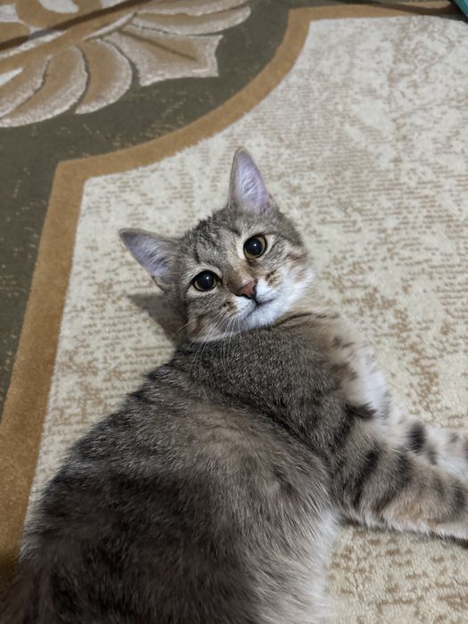 Отдам двух кошек бесплатно