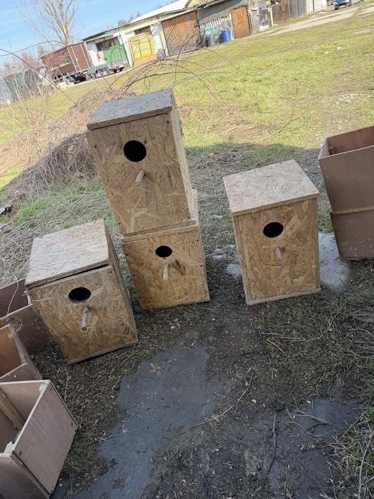 Cauibare papagali nimfe perusi micul alexandru agapornis