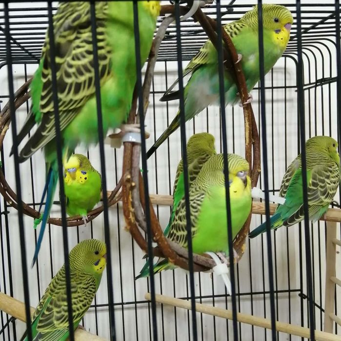 Попугай волнистые